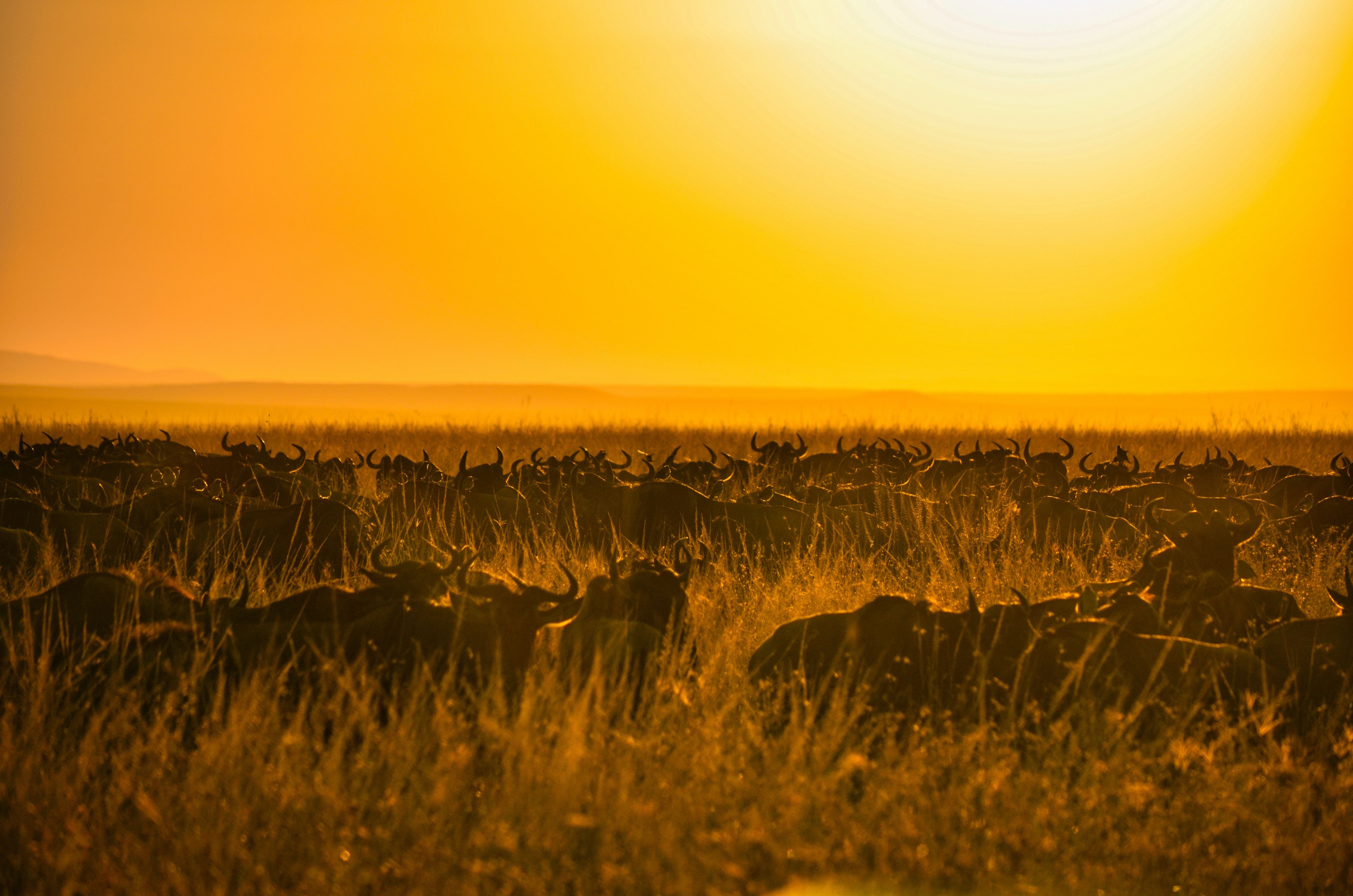 African Travel in March