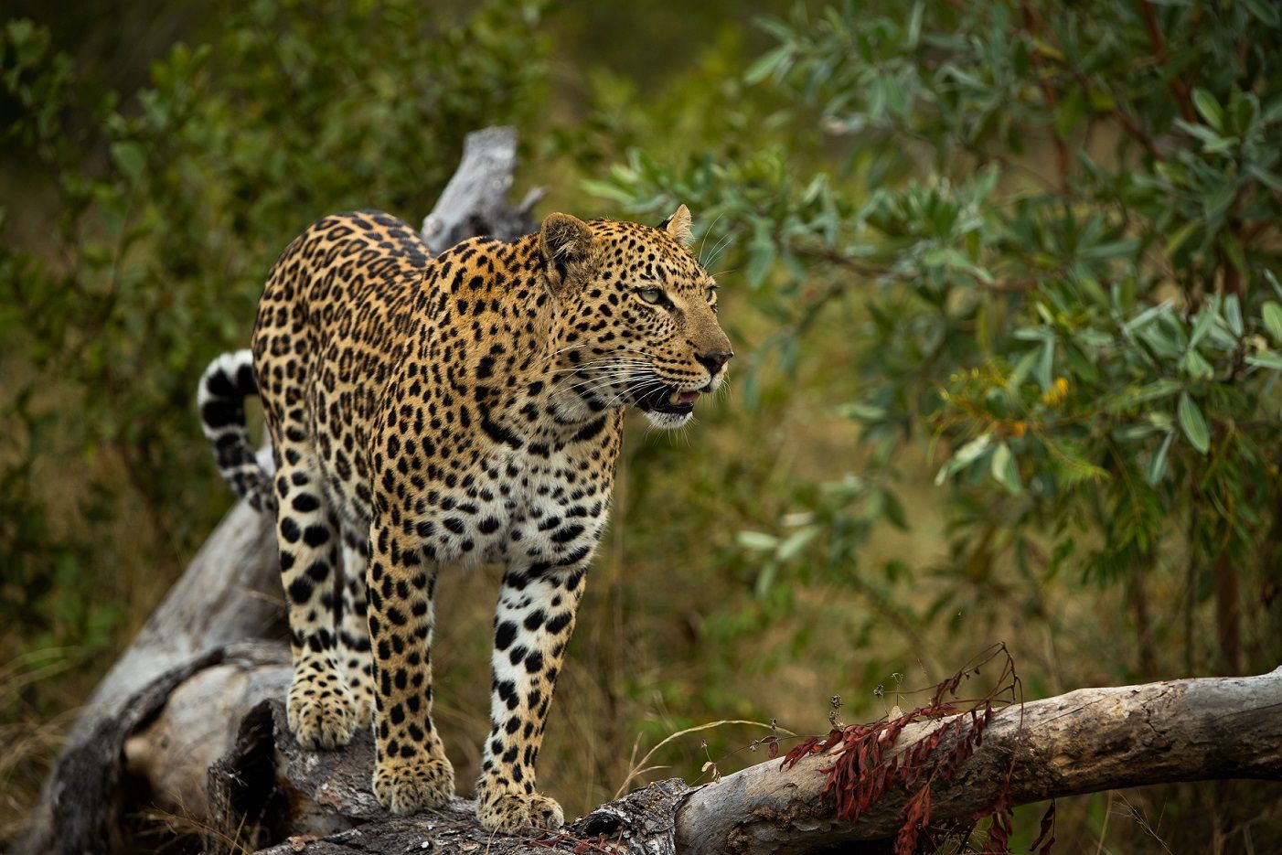 The Leopards of Londolozi: The Story Behind the Reserve's Superstars