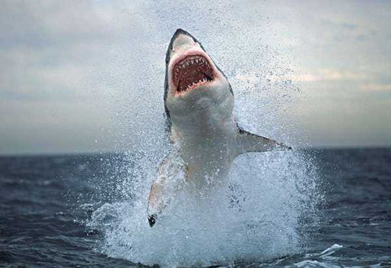 Great_White_Shar_4c454fd1a50f9