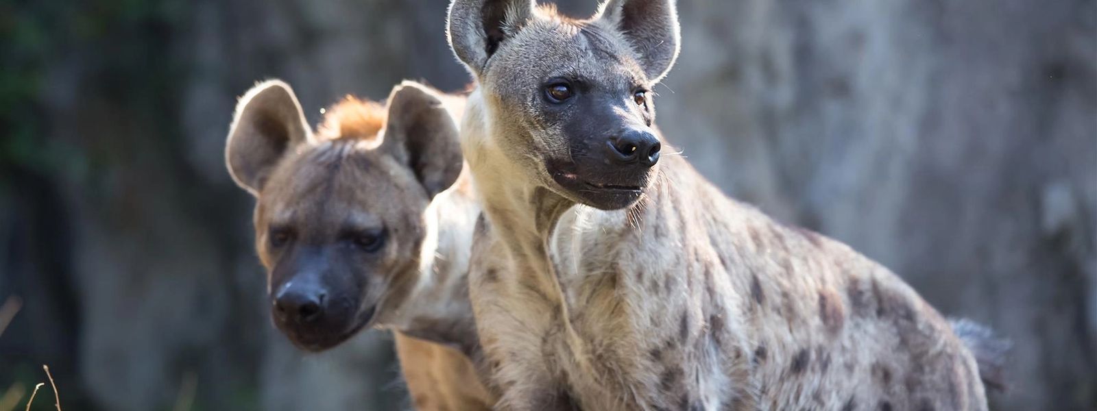 Silvan Safari Blog: Thieves of the Bush