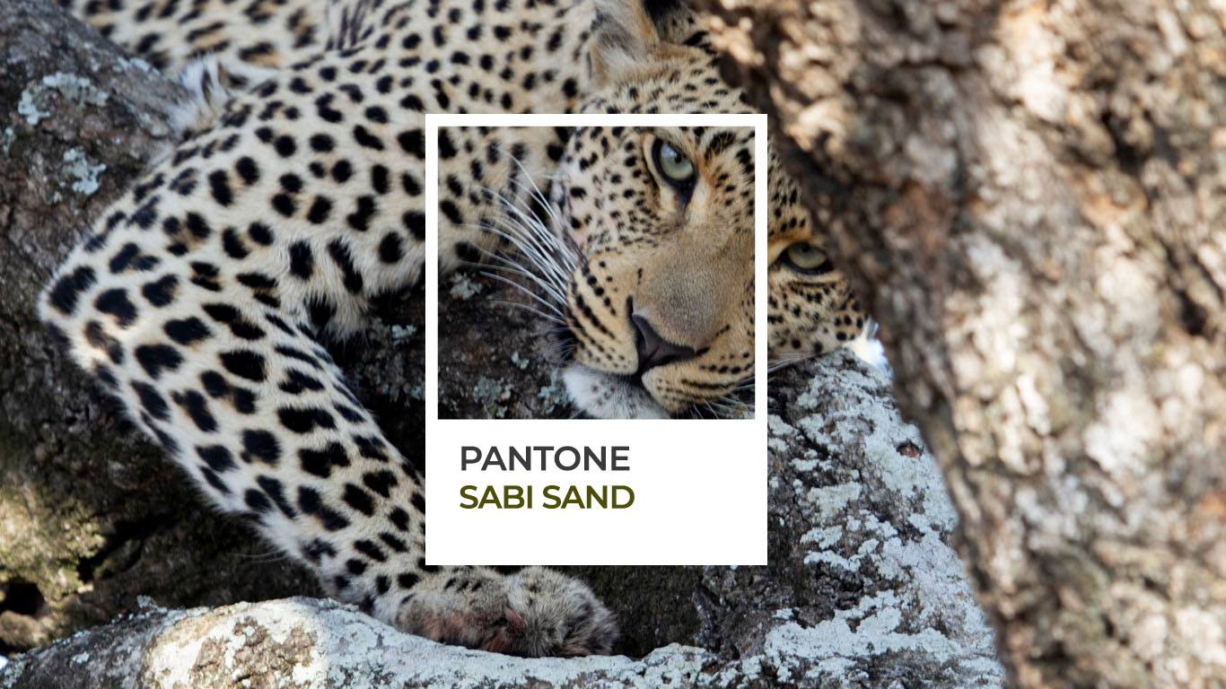 Couleurs d'Afrique : le Pantone de Sabi Sand