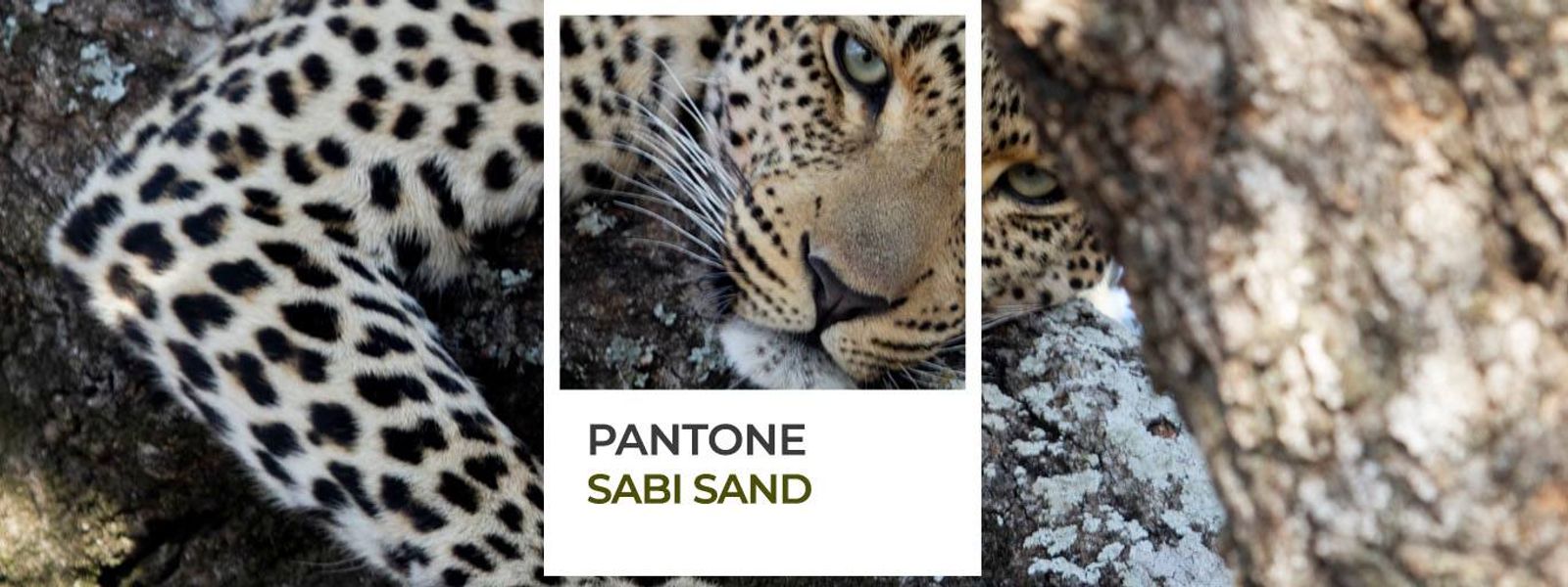 Couleurs d'Afrique : le Pantone de Sabi Sand