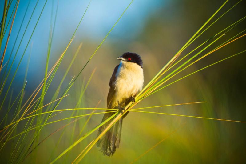belmond-eagle-island-activities-bird-watching-02
