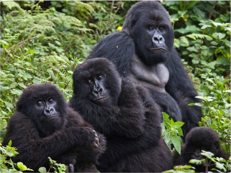 Photo de groupe de gorilles des montagnes aux Virungas