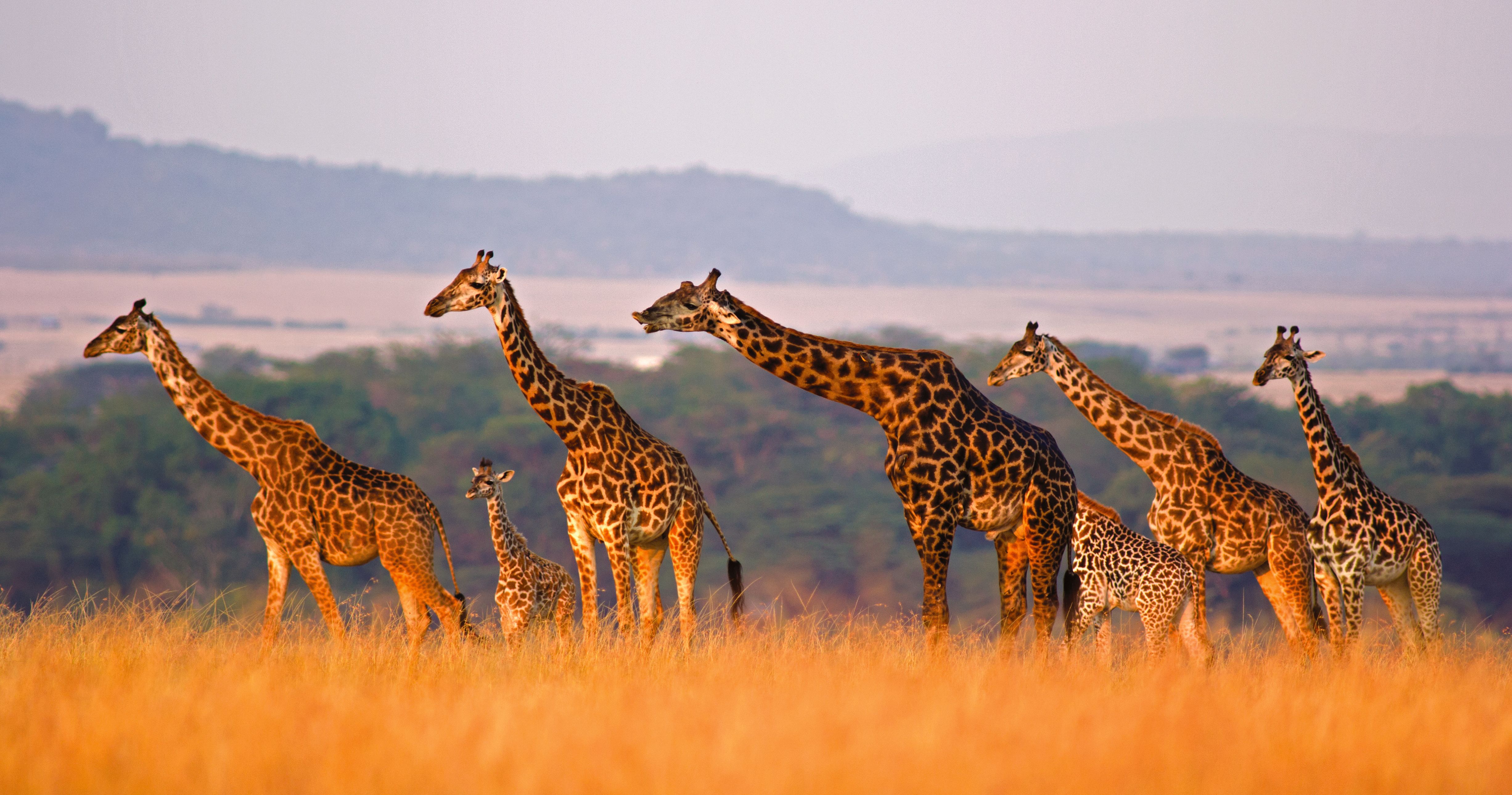 26 Zeichen, dass Sie schon mal in Afrika waren