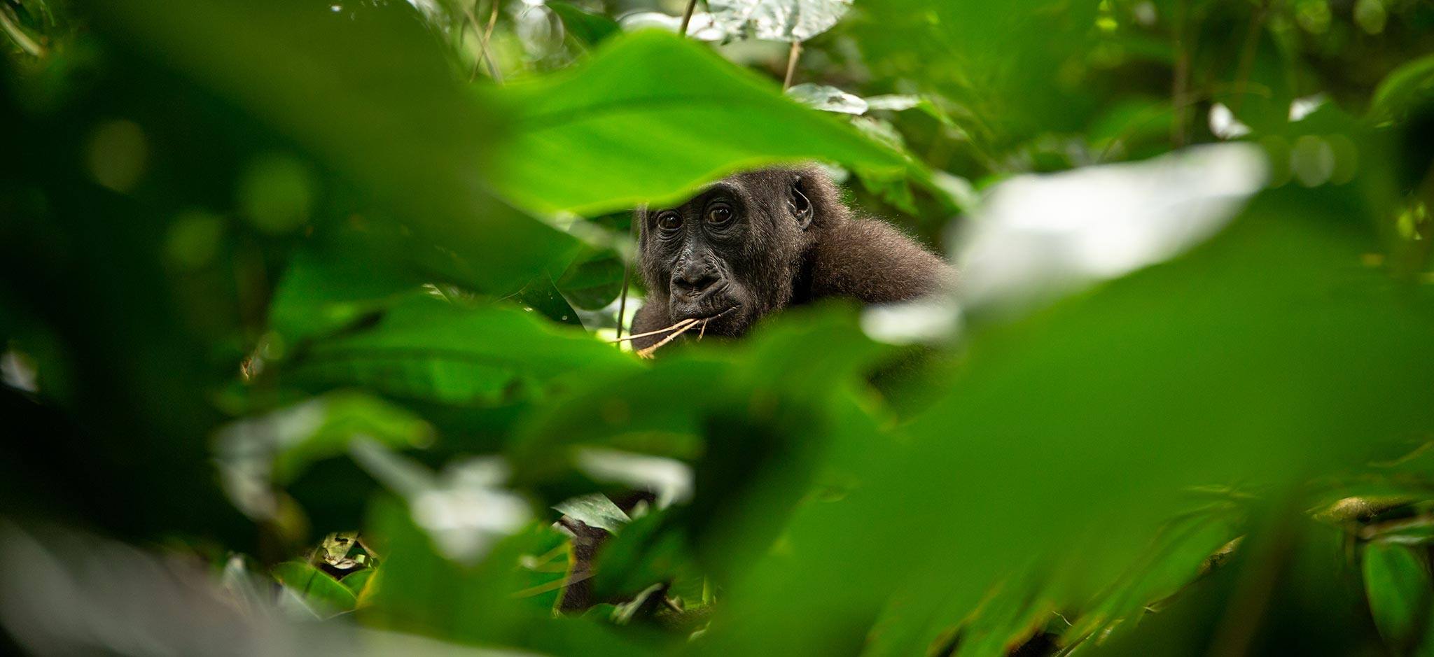 5 razones para viajar a la República del Congo en 2019