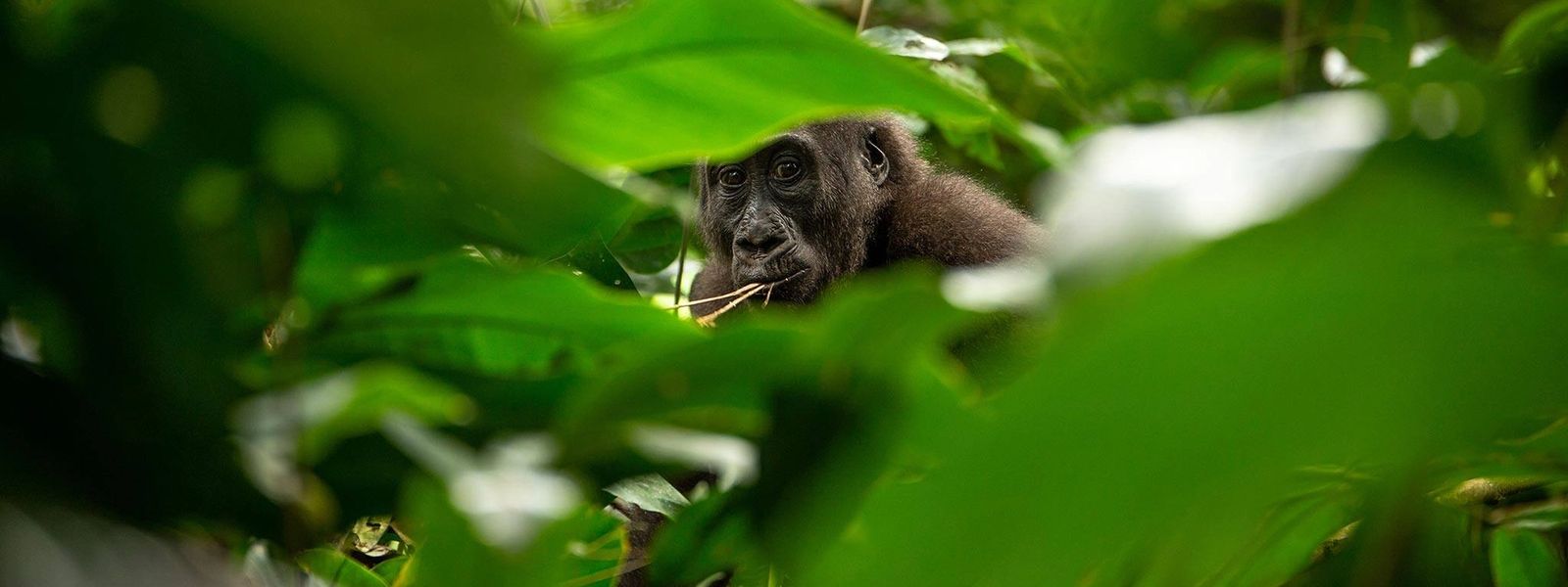 5 razones para viajar a la República del Congo en 2019