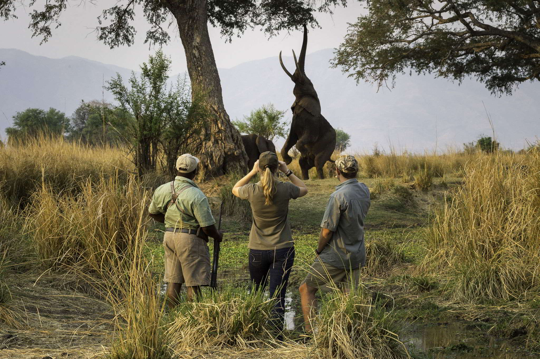 Guide du safari à pied