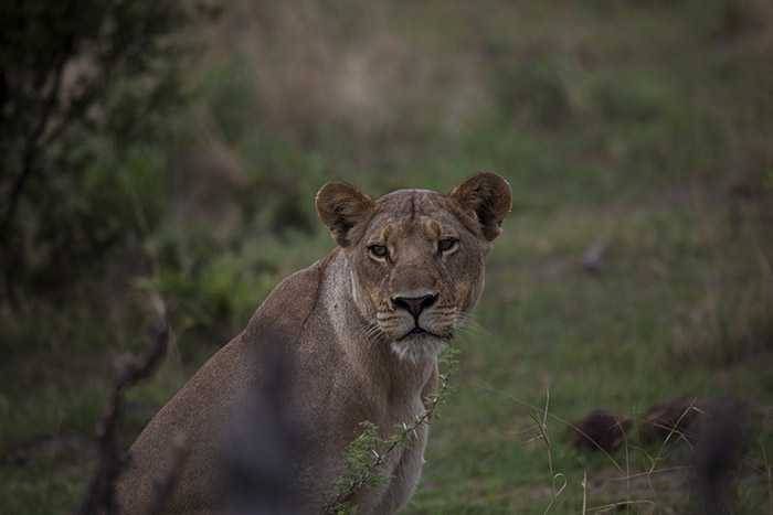 The lions of Zarafa