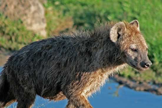 Hyenas are in abundance in East Africa scavanging off those left behind after The Great Migration