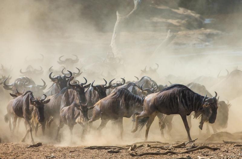 La grande migration des gnous est souvent saluée comme « le plus grand spectacle sur Terre ».
