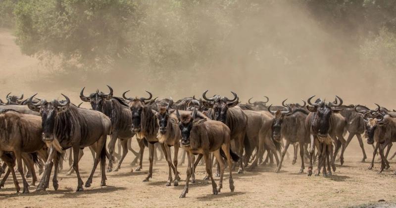 Gnus in der staubigen Savanne