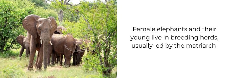 Fun fact about elephants