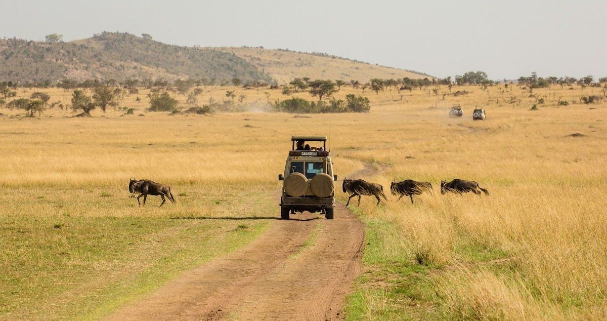 The Ultimate Guide to an East African Safari