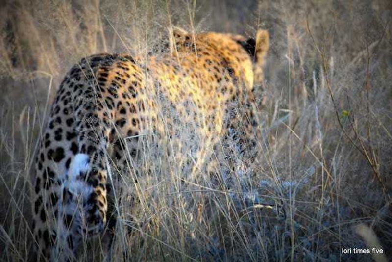 "We sat and watched him walk away. It was then I think I remembered to breath. I was so lucky to be sitting closest to him. On a safari truck everyone has a good view, but sometimes it can be great." 