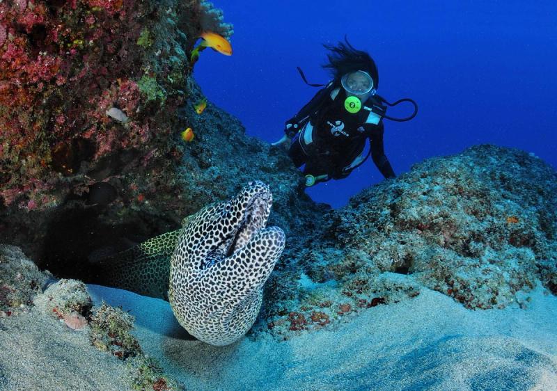 Meeting an eel while diving at Reunion Island 