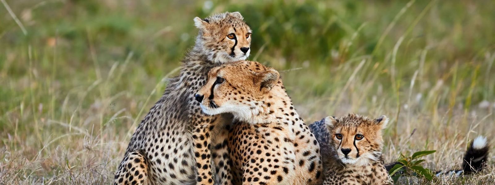 Où vivre les plus belles rencontres avec les grands félins d'Afrique du Sud