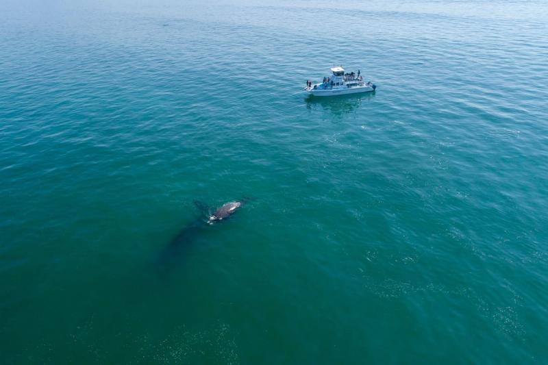 Whale watching cruise