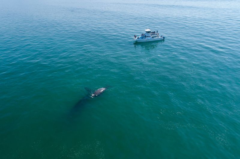 Whale watching cruise
