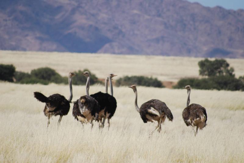 Les autruches en Namibie