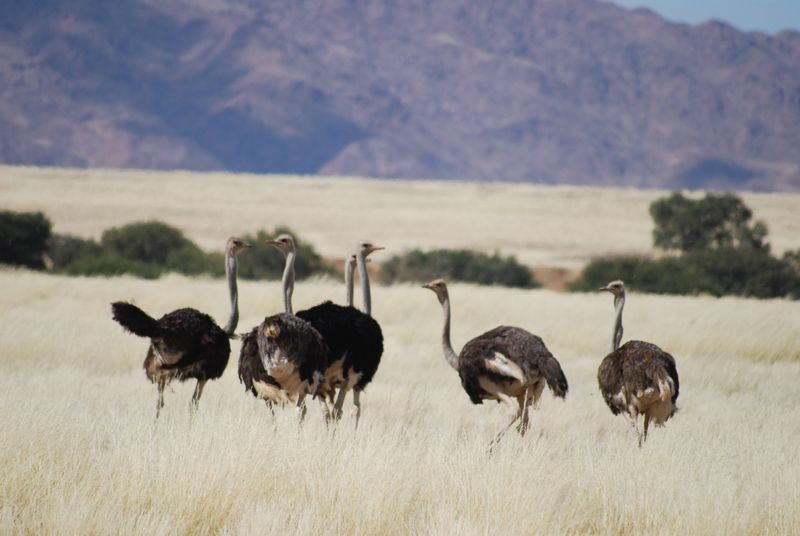 Les autruches en Namibie