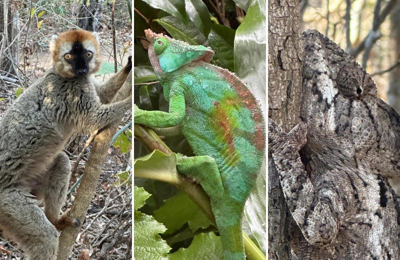 Lemur, green chameleon and camouflaged chameleon in Madagascar