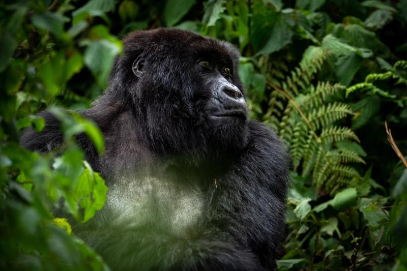 Gorilla trekking with Singita Kataza House