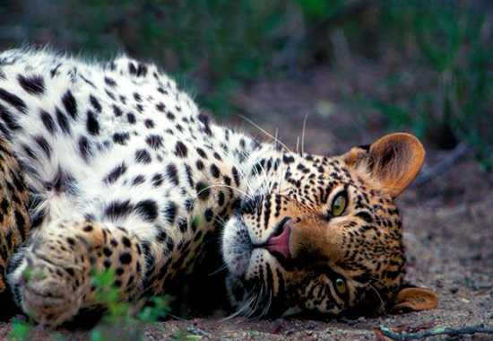 Londolozi Founders Camp Gets A Facelift