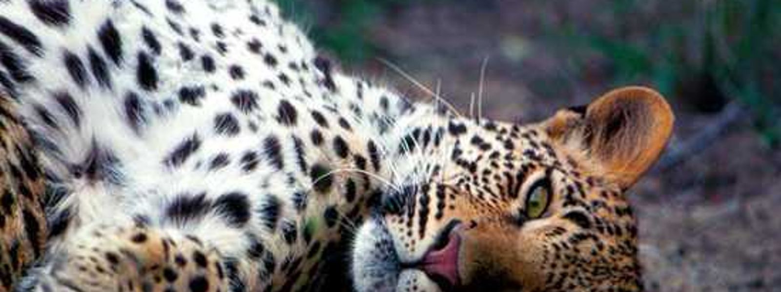 Londolozi Founders Camp Gets A Facelift