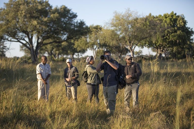 Safari à pied au Botswana dans le Delta de l'Okavango, à la recherche des éléphants
