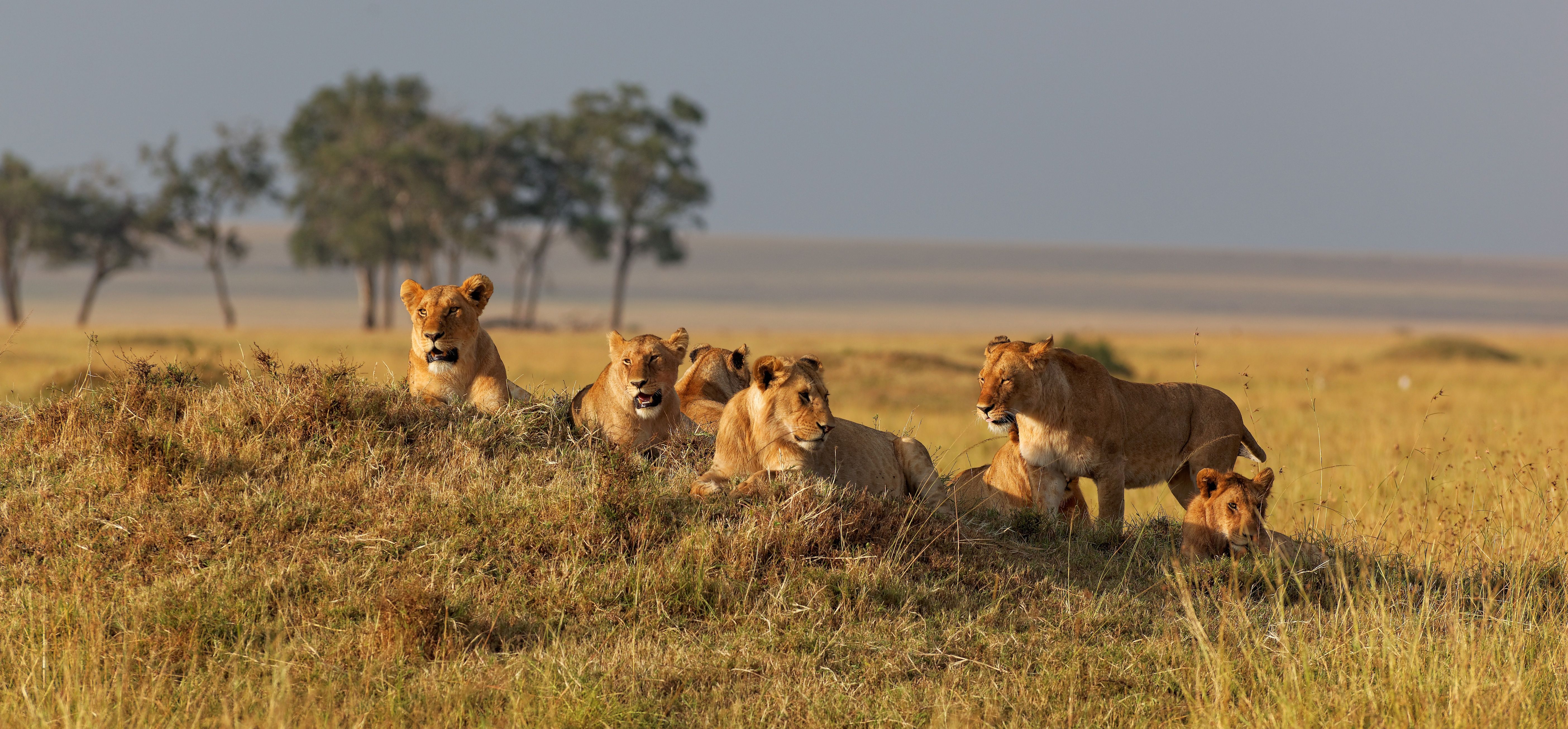 The Strange and Amusing List of Collective Nouns for Africa’s Animals