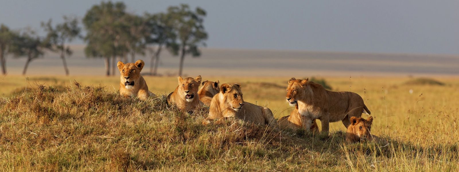 The Strange and Amusing List of Collective Nouns for Africa’s Animals