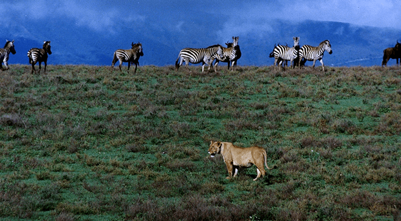 Leoa e zebras na Cratera de Ngorongoro - Wikimedia Commons