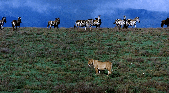 Leoa e zebras na Cratera de Ngorongoro - Wikimedia Commons