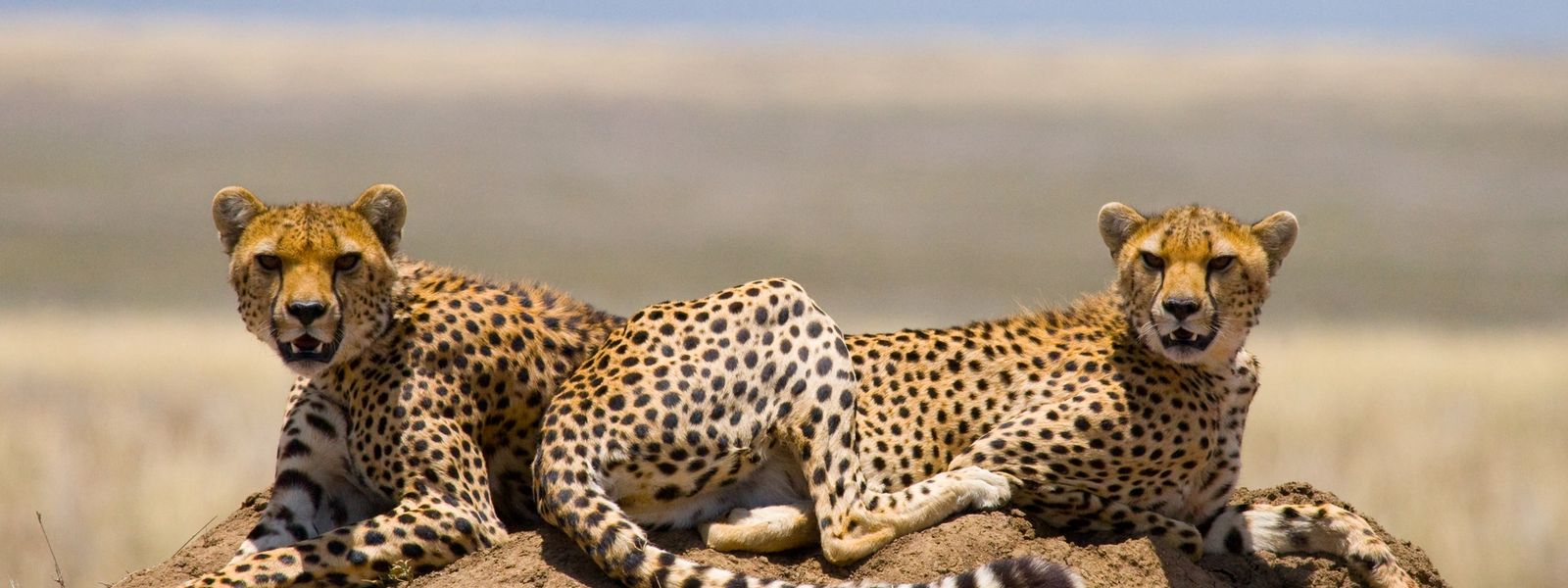 27 Signs That You've Been to Africa