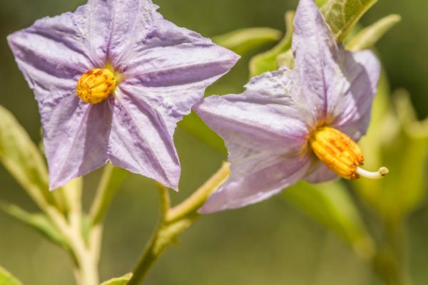 All Things Bright for Silvan’s Summer Flowers: Silvan Safari Blog