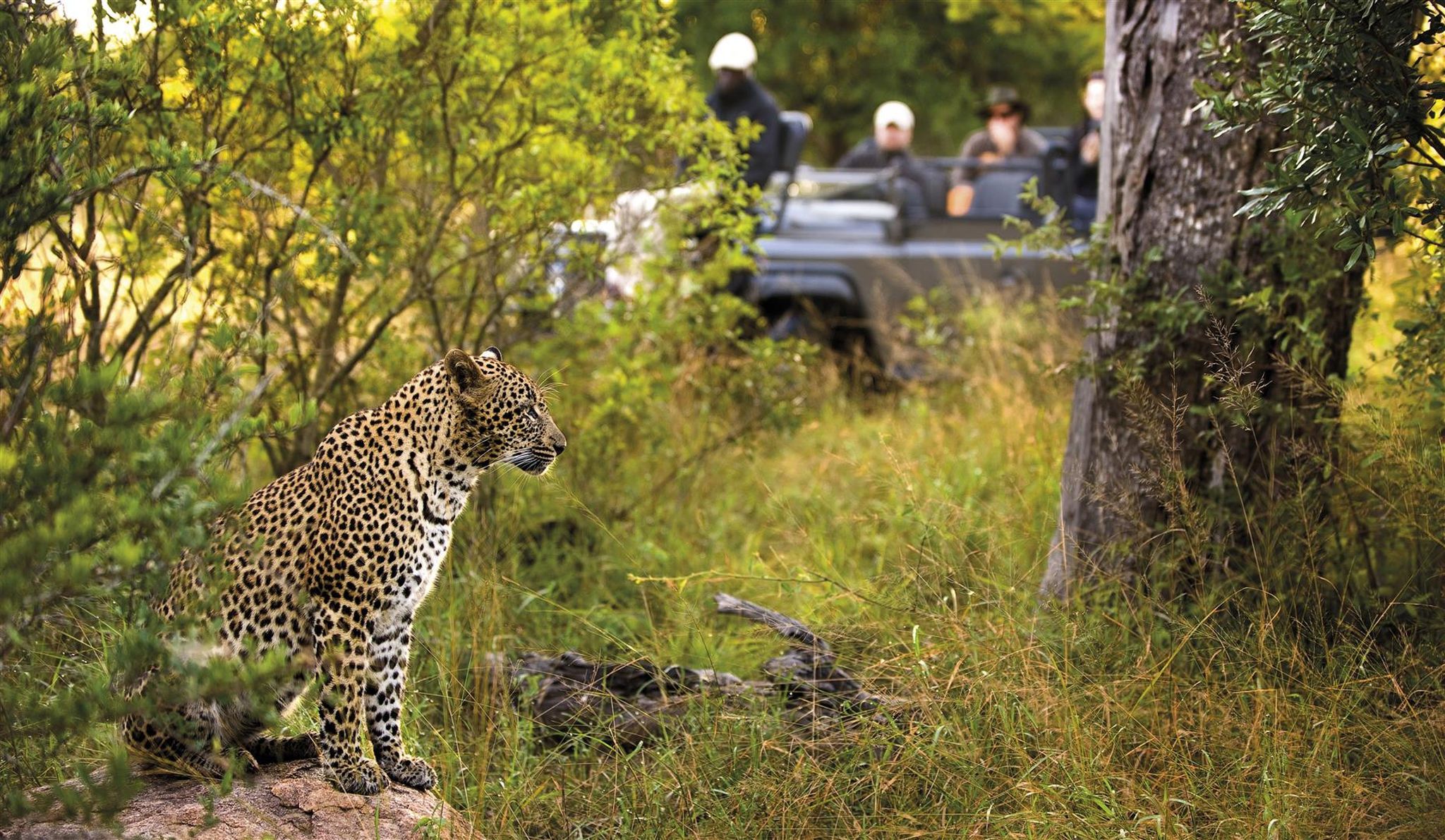 4 raisons de faire un safari au Parc National Kruger
