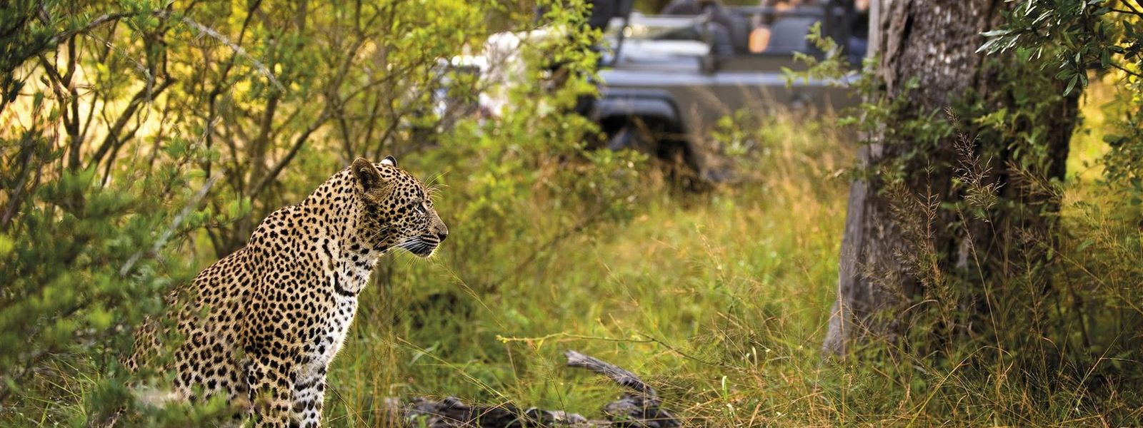 4 raisons de faire un safari au Parc National Kruger
