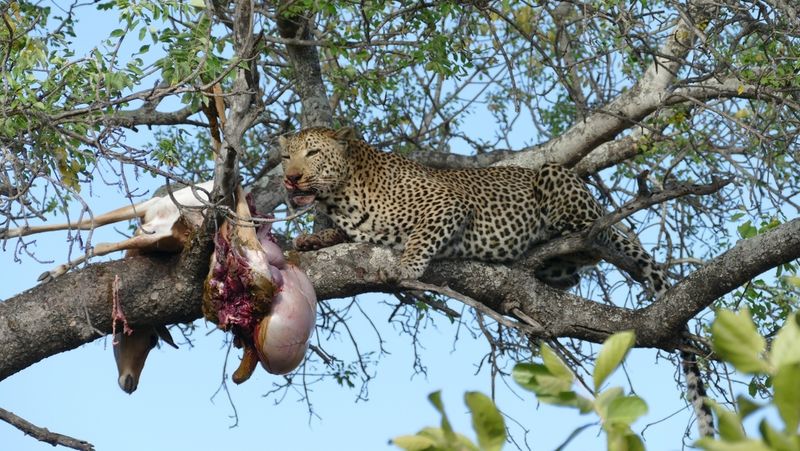 Leopard mit Beute auf dem Baum