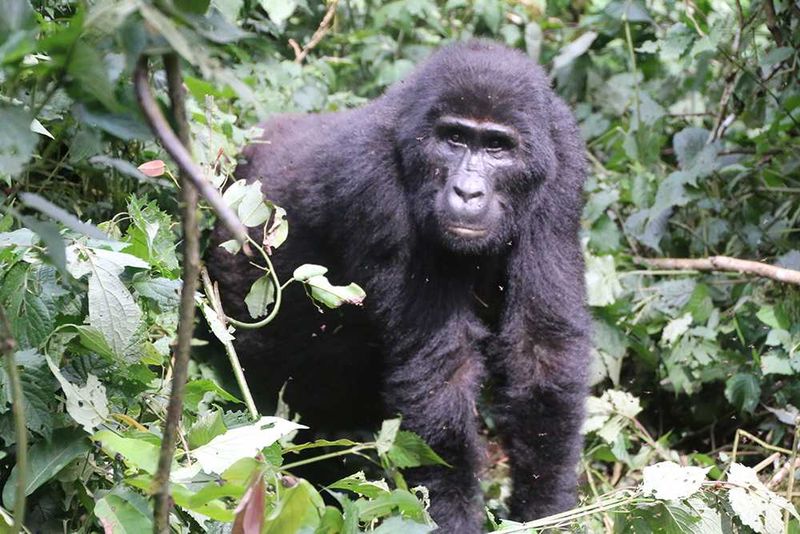 Africa's Wild 3