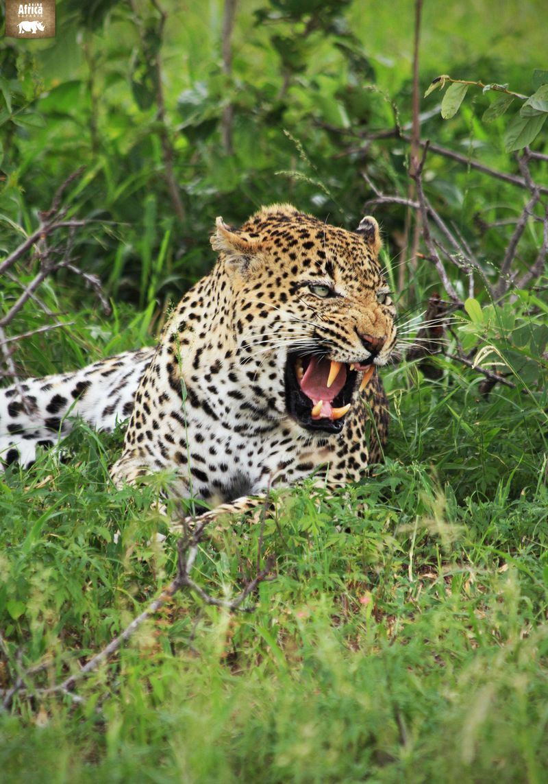 Leopard growling at Londolozi Private Game Reserve