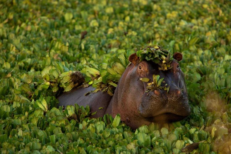 A hippo emerges 