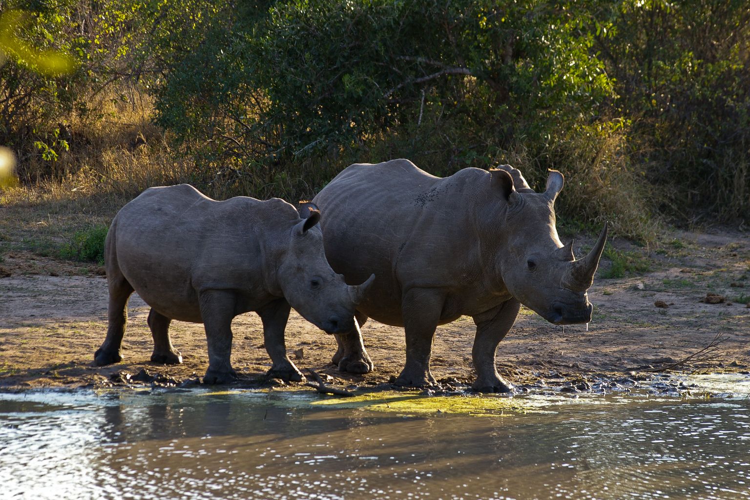 Silvan’s White Rhino Battle: Silvan Safari Blog