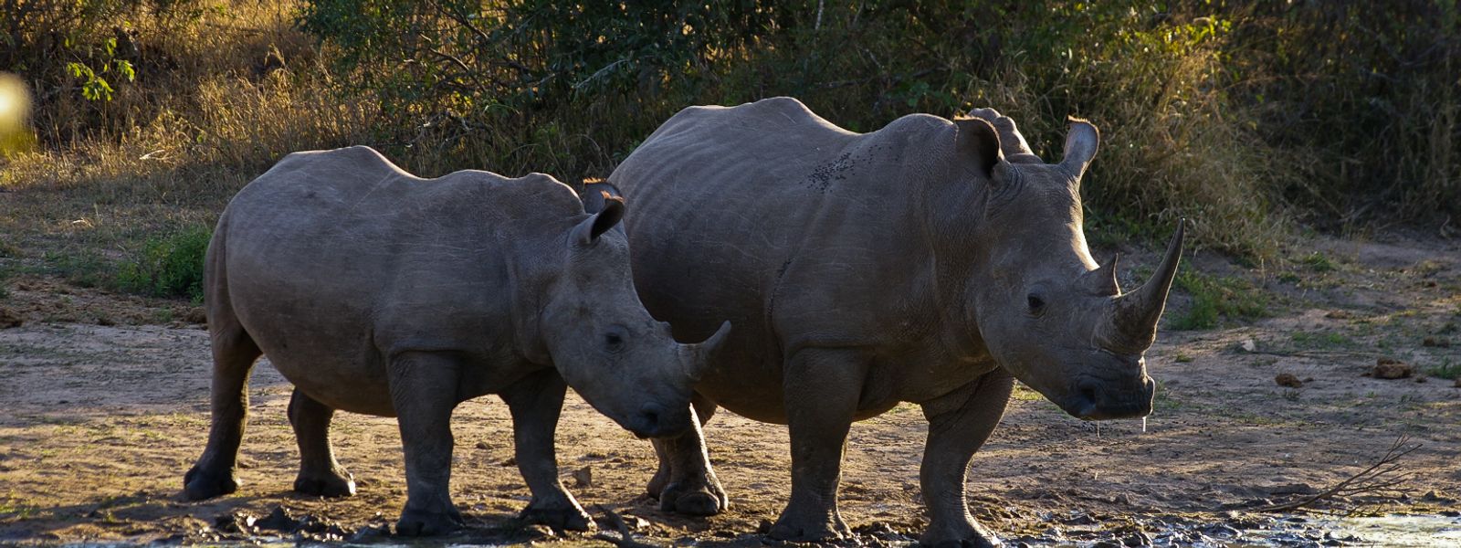 Silvan’s White Rhino Battle: Silvan Safari Blog