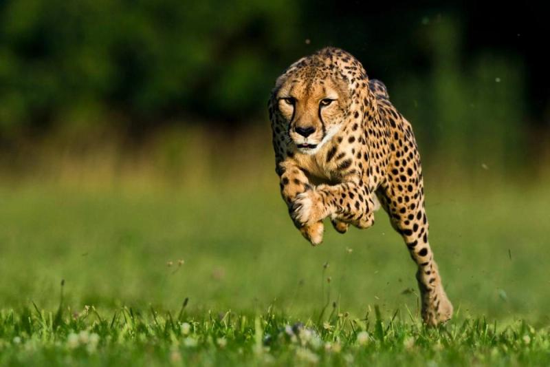 Guépard le plus rapide du monde bondit en pleine course plan moyen