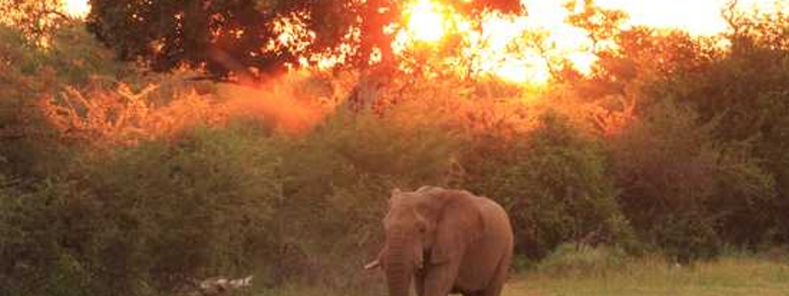 Madikwe Game Reserve Through Our Lens