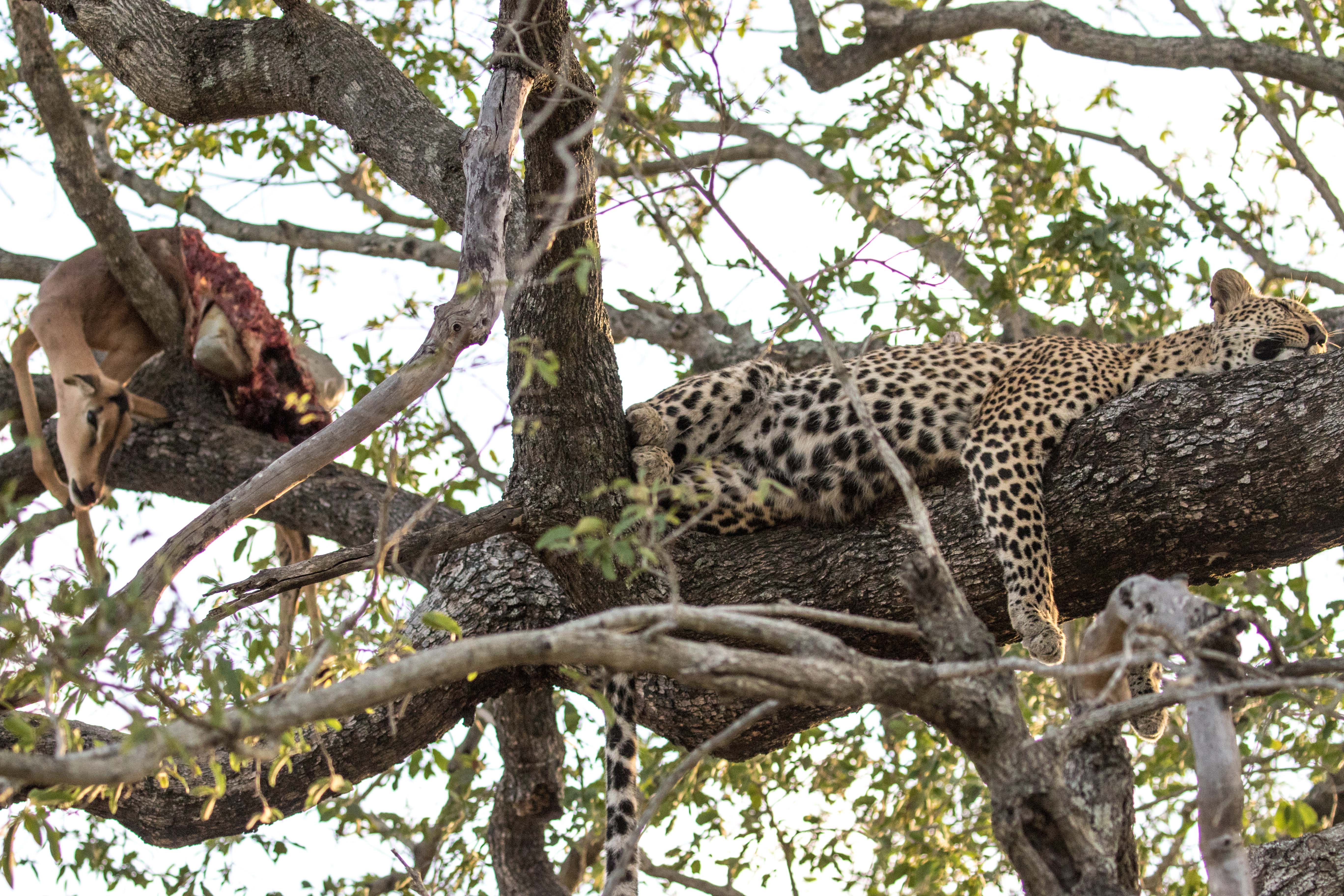 Safari à Sabi Sand - Épisode 4 : La chasse du léopard