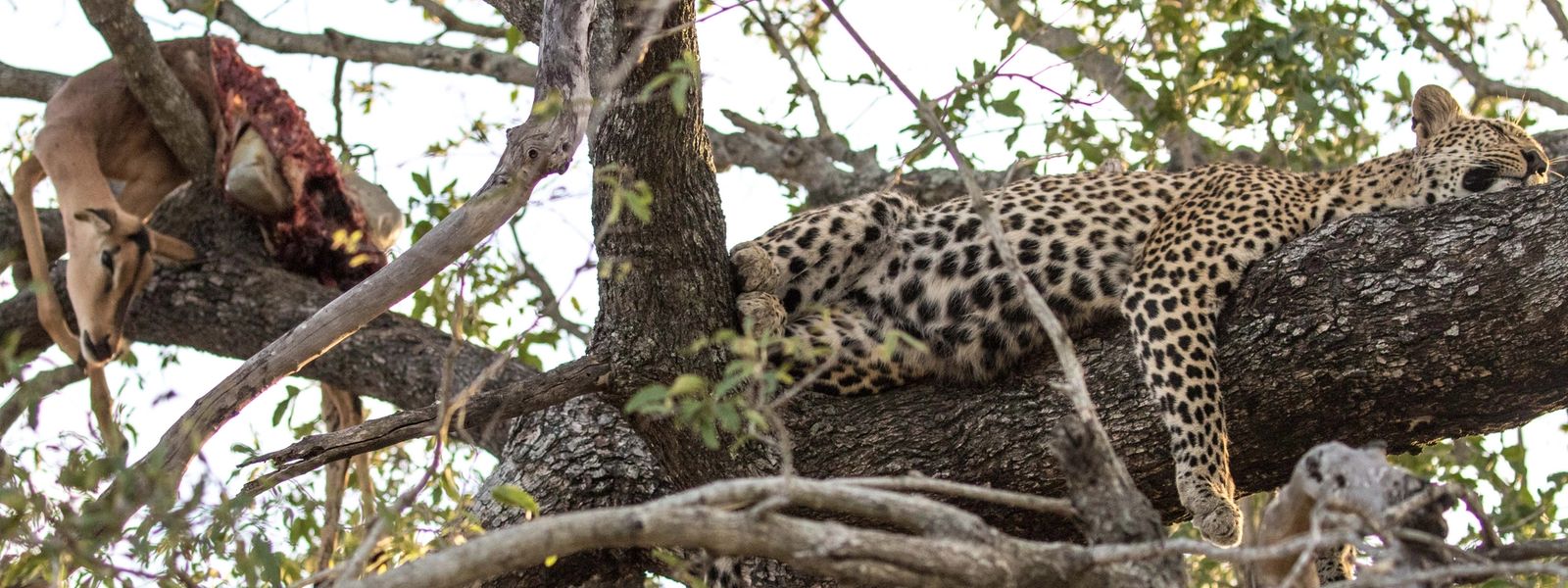 Safari à Sabi Sand - Épisode 4 : La chasse du léopard