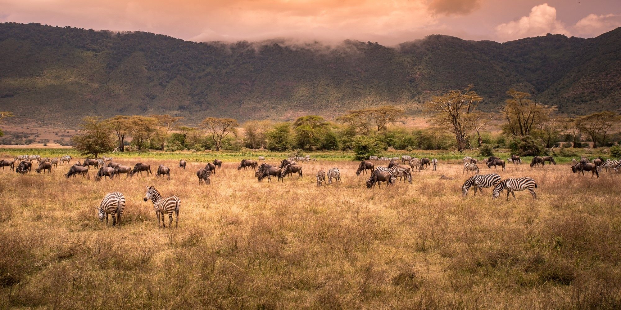 Ngorongoro Crater Safari: Why It Belongs on Your Tanzania Itinerary