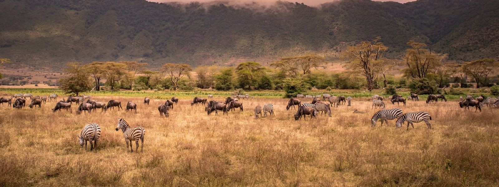 Ngorongoro Crater Safari: Why It Belongs on Your Tanzania Itinerary